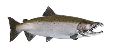 King salmon (Chinook)