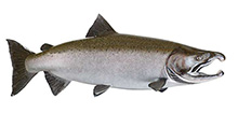 King salmon (Chinook)